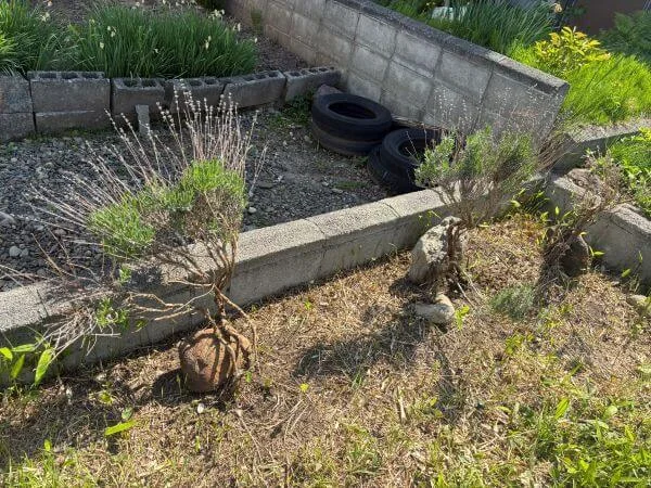 笹の葉から救出したラベンダー