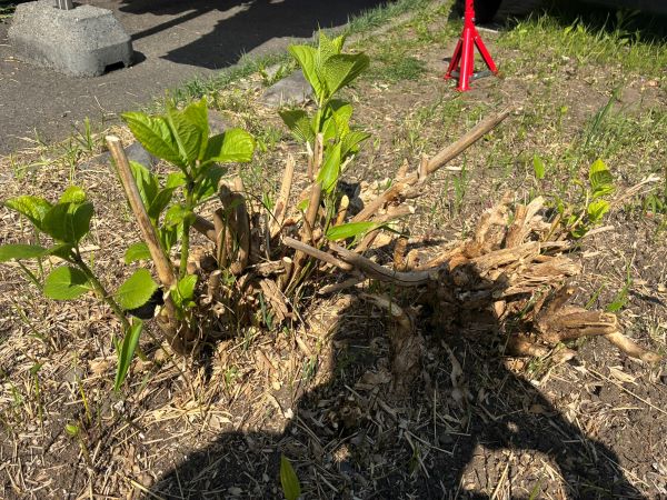 笹の葉に侵入され、死にかけた紫陽花
