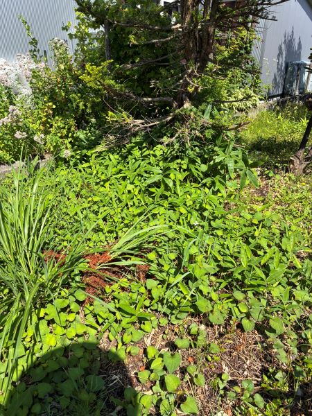 松の木の下の雑草が酷い