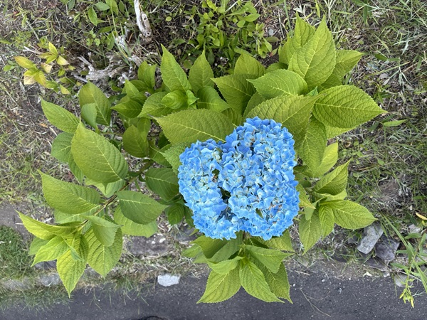 壱輪だけ咲いた紫陽花