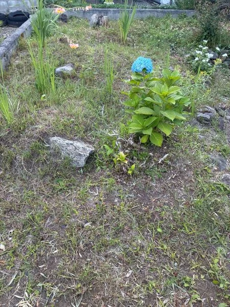 少しずつ草を刈って、風が通るようになってきた庭