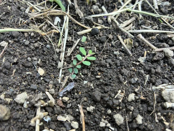 クローバーだけでなく、今まで見た記憶のない草も。庭の植物に少し変化が出てきました。