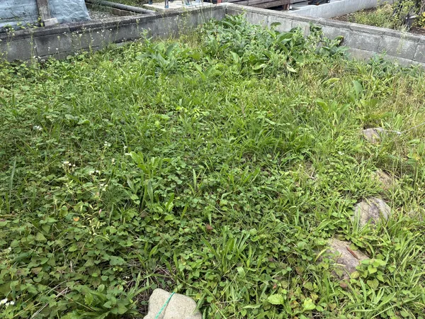 元の畑があった場所。2回目の草刈り前の惨状