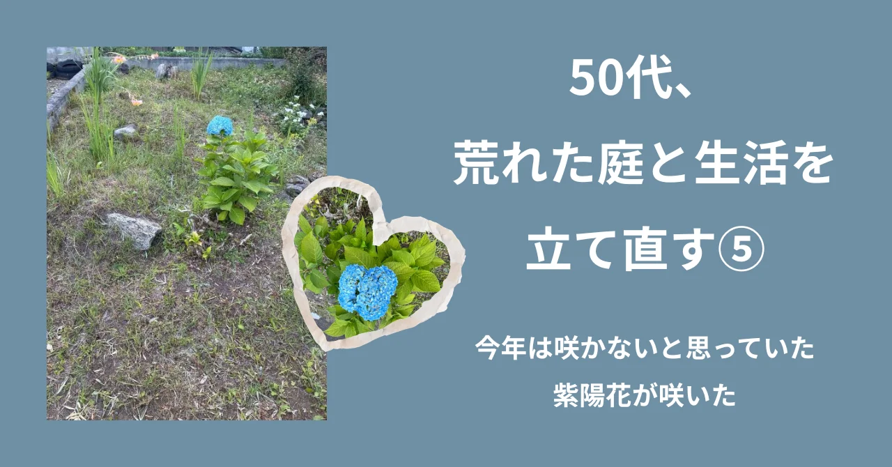 50代、荒れた庭と生活を立て直す⑤｜今年は咲かないと思っていた紫陽花が咲いた
